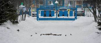 Ждать долго не пришлось! Вот сколько птичек слетелось в птичью столовую детского сада "Ёлочка"!